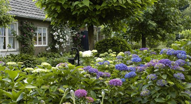 Garten mit Hortensien