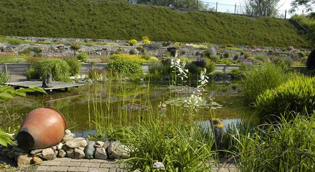 Den Gartenteich bepflanzen mit den schönsten Kandidaten