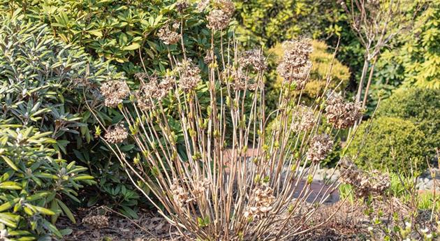 Hortensie im Winter