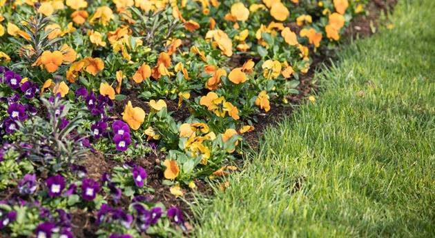 Stiefmütterchen pflanzen und bunte Blüten genießen