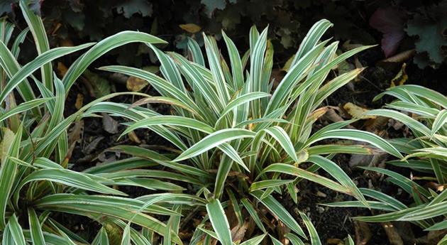 Carex siderosticha 'Variegata'