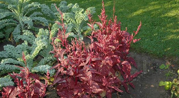 Atriplex hortensis var. rubra