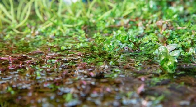 So werden Wasserpflanzen ohne Teich zum Blickfang