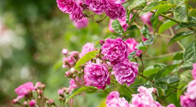 Die Rosenvielfalt begeistert mit vielen Arten