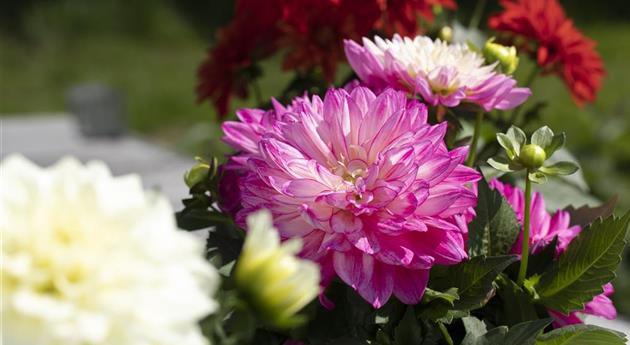 Farbe auf dem Balkon – Blumenzwiebeln für den Sommer