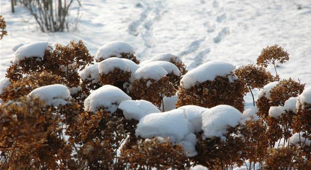 Hortensienblütenstände im Schnee