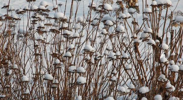 Hortensienblütenstände im Schnee