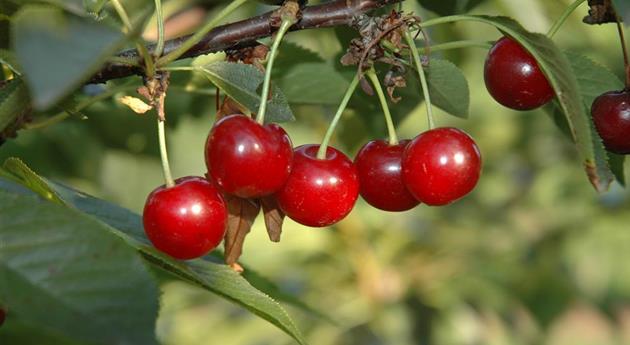 Obstgehölze zurückschneiden und damit jung und frisch halten