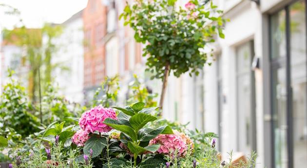 Hortensie in Stadtgarten