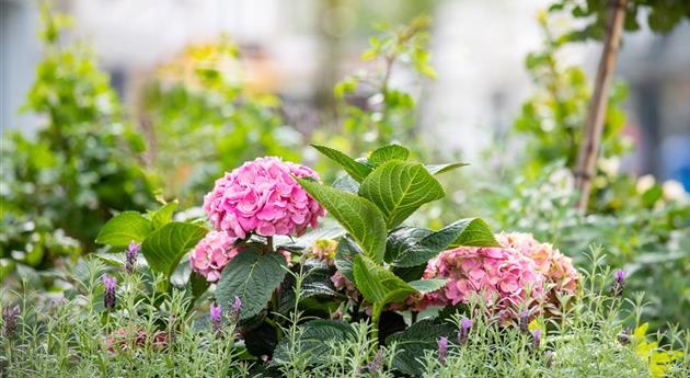 Hortensie in Stadtgarten