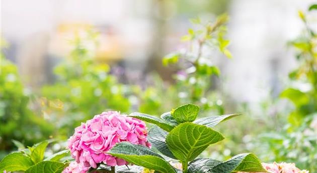 Hortensie in Stadtgarten