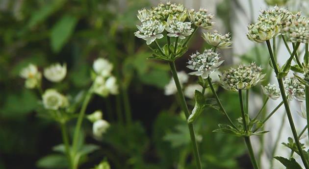 Sterndolde - Einpflanzen im Garten