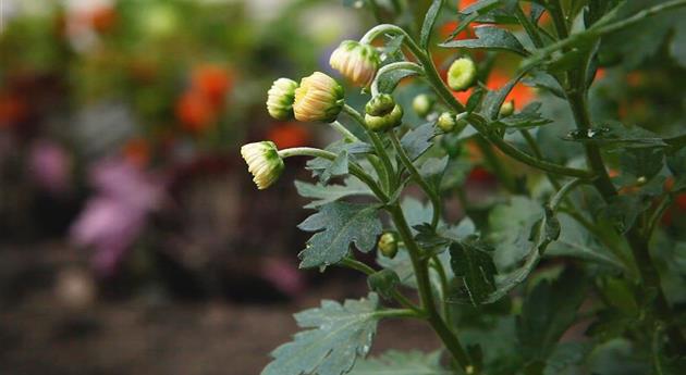 Chrysanthemen - Einpflanzen im Garten