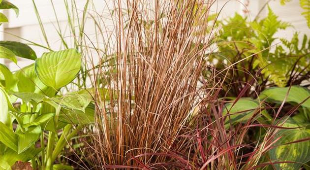 Carex buchananii 'Red Rooster'