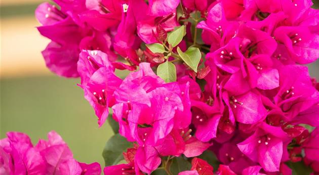 Bougainvillea spectabilis