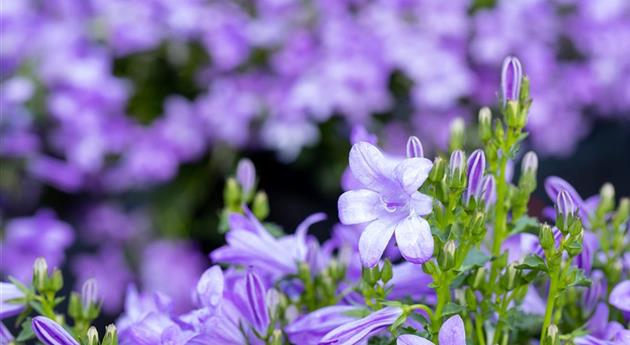 Winterharte Stauden für einen robusten und blühenden Garten