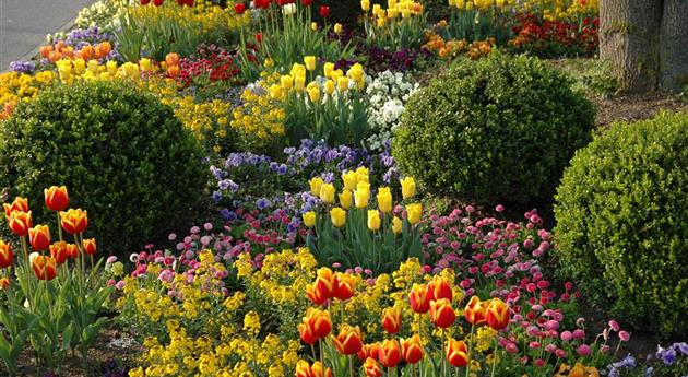 Die schönsten Begleitpflanzen für Blumenzwiebeln und -knollen