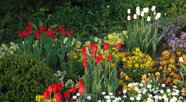 Blumenzwiebeln kaufen und Garten und Co. bunt gestalten