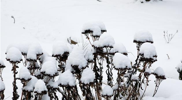 Hortensienblüten im Schnee