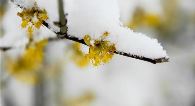 Winterblühende Gehölze für besondere Akzente im Winter