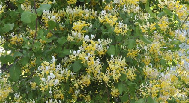 Lonicera japonica