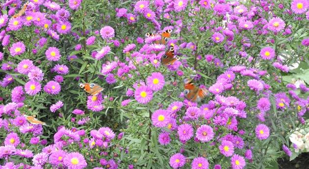 Aster novae-angliae 'Purple Dome'