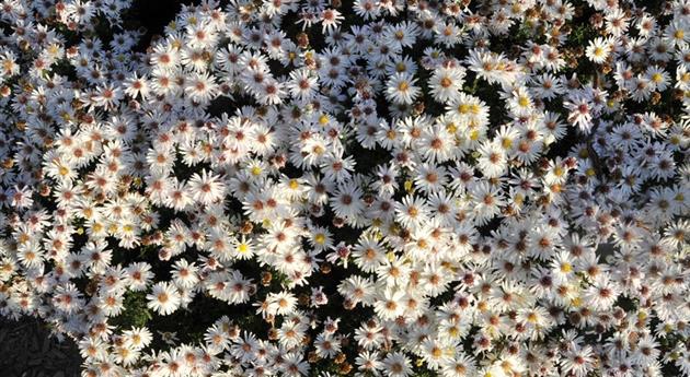 Aster dumosus 'Apollo'