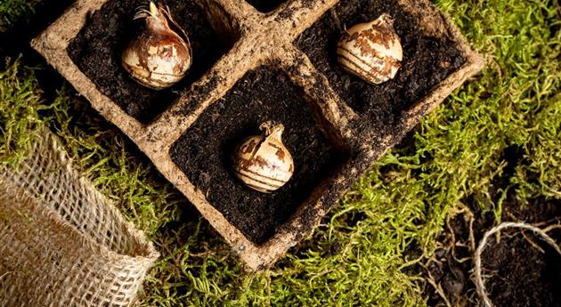 Das Pflanzen von Blumenzwiebeln im Herbst erzeugt Vorfreude