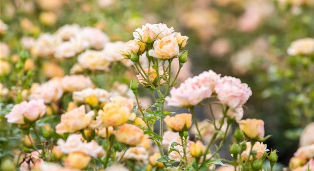 Rosa 'Yellow Fairy'