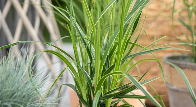 Carex morrowii 'Variegata'