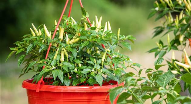 Capsicum frutescens 'Thai Chili'