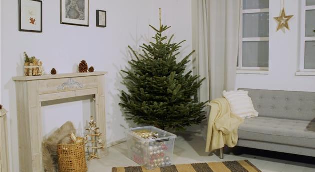 Den Weihnachtsbaum ins Haus holen