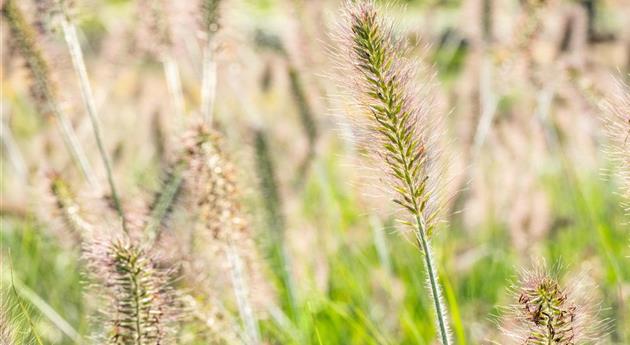 Gräser pflanzen leicht gemacht – So erstrahlt der Garten