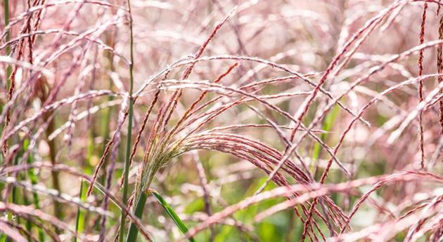 Gräser pflegen und dem Windspiel im Garten lauschen