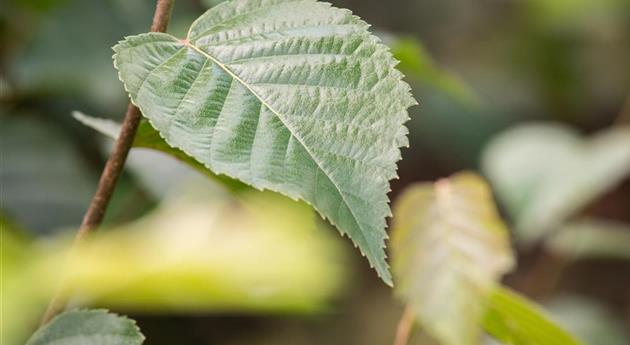 Betula maximowicziana