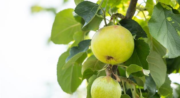 Obstgehölze kaufen und einen eigenen Naschgarten anlegen