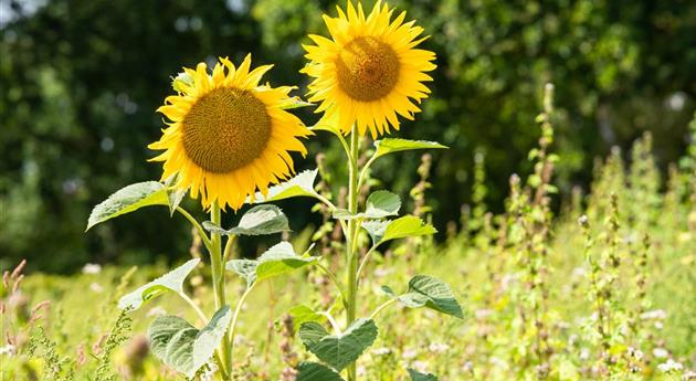 Sonnenblumen pflanzen und die schönsten Blüten genießen