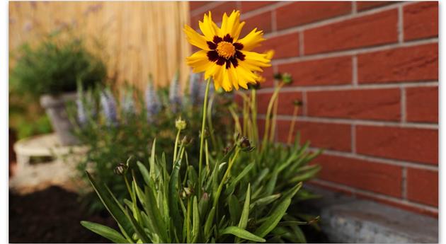 Mädchenauge - Einpflanzen im Garten