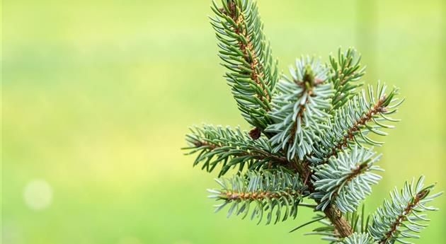 Picea omorika 'Silberblau'