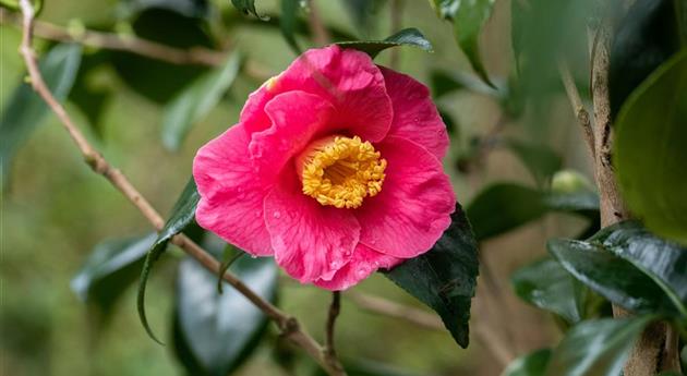 Camellia japonica 'Dr. King'