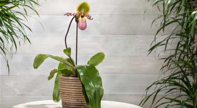 Wirksam gegen Krankheiten und Schädlinge bei Orchideen