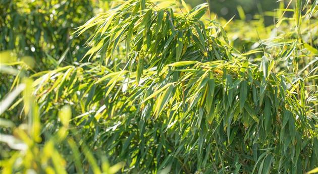 Gartengestaltung mit Bambus für fernöstliches Feeling