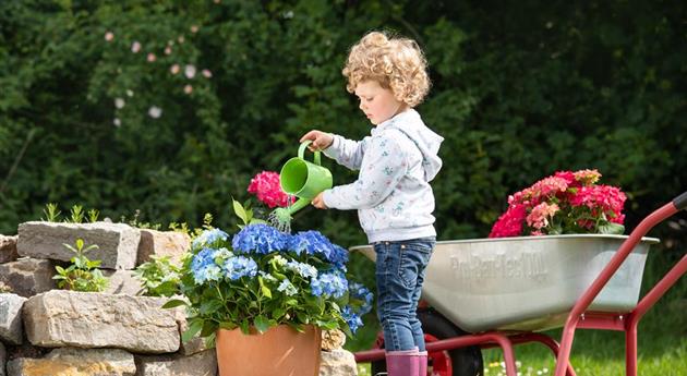 Muttertag - Kind gießt Hortensie