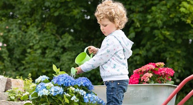 Muttertag - Kind gießt Hortensie