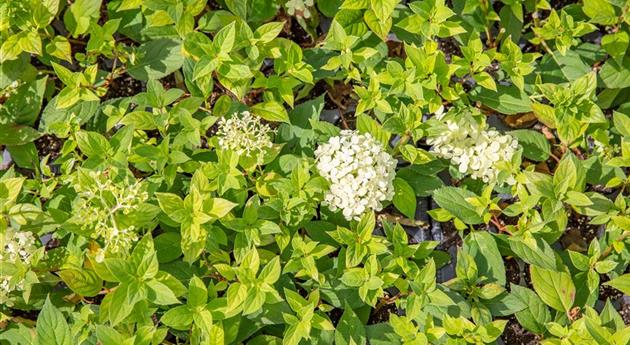 Hydrangea paniculata 'Bombshell'(s)