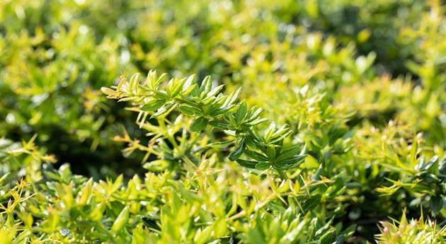 Berberis candidula