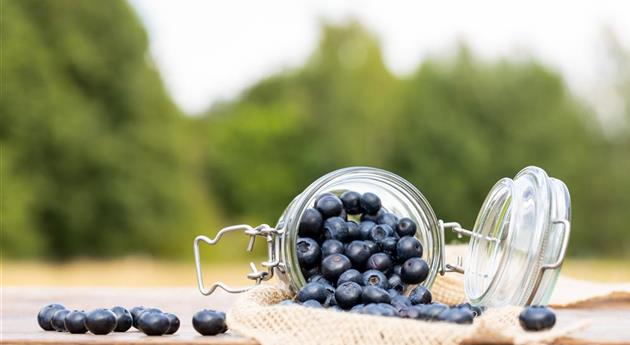 Heidelbeeren im Glas