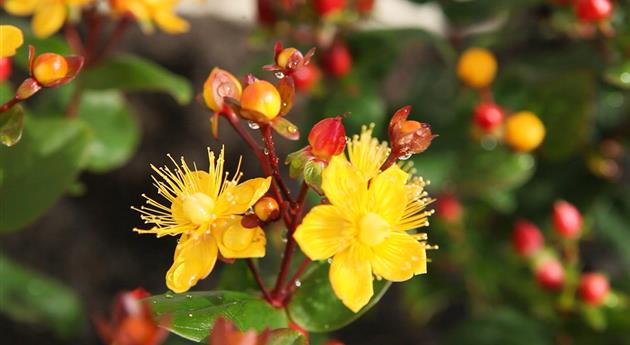 Johanniskraut - Einpflanzen im Garten