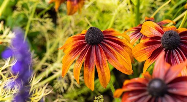 Bunte Blüten so weit das Auge reicht – Einen Staudengarten gestalten