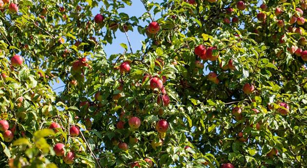 Obstgehölze einpflanzen und einen Naschgarten erschaffen